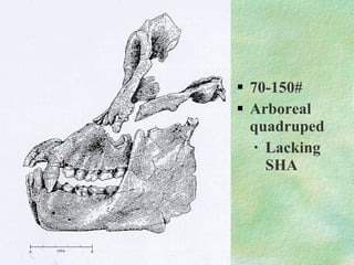 70-150# Arboreal quadruped Lacking SHA 