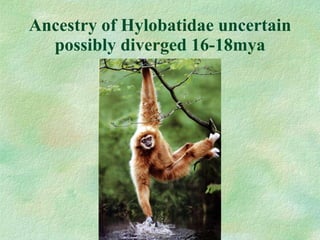 Ancestry of Hylobatidae uncertain possibly diverged 16-18mya 