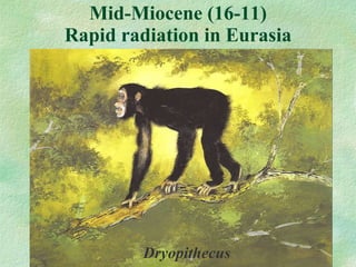 Mid-Miocene (16-11) Rapid radiation in Eurasia Dryopithecus 