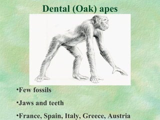 Dental (Oak) apes Few fossils Jaws and teeth France, Spain, Italy, Greece, Austria 