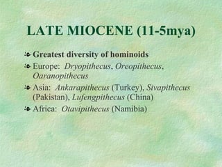 LATE MIOCENE (11-5mya) Greatest diversity of hominoids Europe:  Dryopithecus ,  Oreopithecus ,  Oaranopithecus Asia:  Ankarapithecus  (Turkey),  Sivapithecus  (Pakistan),  Lufengpithecus  (China) Africa:  Otavipithecus  (Namibia) 