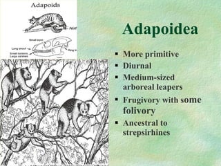 Adapoidea More primitive Diurnal Medium-sized arboreal leapers Frugivory with s ome folivory Ancestral to strepsirhines 