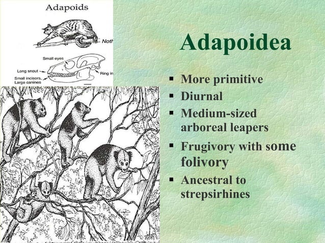 Primate evolution | PPT