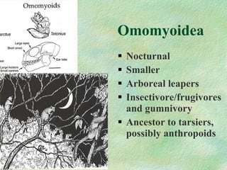 Omomyoidea Nocturnal Smaller Arboreal leapers Insectivore/frugivores and gumnivory Ancestor to tarsiers, possibly anthropoids 