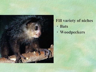 Fill variety of niches Bats Woodpeckers  