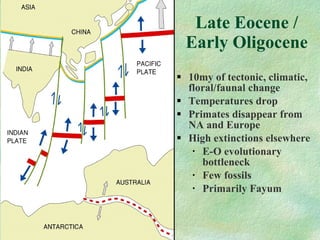 Late Eocene / Early Oligocene 10my of tectonic, climatic, floral/faunal change Temperatures drop Primates disappear from NA and Europe High extinctions elsewhere E-O evolutionary bottleneck Few fossils Primarily Fayum 