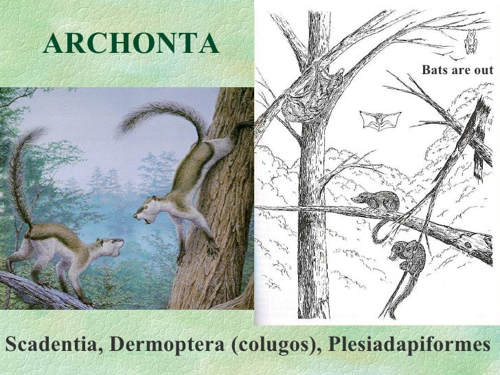 Primate evolution