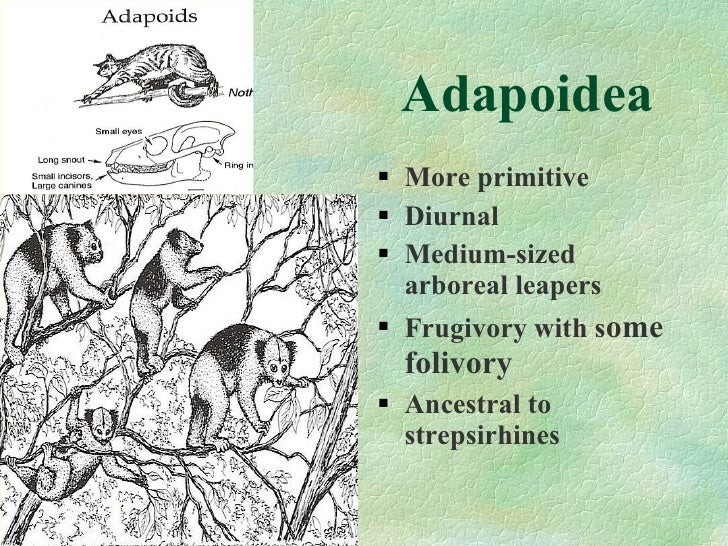 Primate evolution