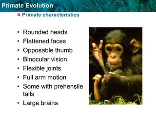 Primate Evolution.ppt