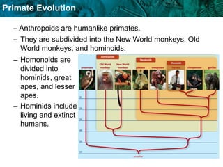 Primate Evolution.ppt