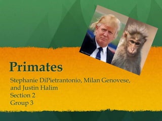 Primates
Stephanie DiPietrantonio, Milan Genovese,
and Justin Halim
Section 2
Group 3
 
