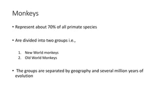 Monkeys
• Represent about 70% of all primate species
• Are divided into two groups i.e.,
1. New World monkeys
2. Old World Monkeys
• The groups are separated by geography and several million years of
evolution
 