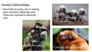 Family Callitrichidae
• Give birth to twins, live in mating
pairs and their offsprings and
males are involved in parental
care
 