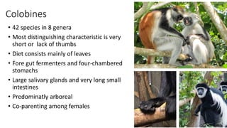 Colobines
• 42 species in 8 genera
• Most distinguishing characteristic is very
short or lack of thumbs
• Diet consists mainly of leaves
• Fore gut fermenters and four-chambered
stomachs
• Large salivary glands and very long small
intestines
• Predominatly arboreal
• Co-parenting among females
 