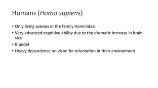 Humans (Homo sapiens)
• Only living species in the family Hominidae
• Very advanced cognitive ability due to the dramatic increase in brain
size
• Bipedal
• Heavy dependence on vison for orientation in their environment
 