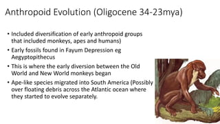 EVOLUTION AND PRIMATE SYSTEMATICS...pdf