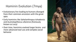 Hominin Evolution (7mya)
• Evolutionary line leading to humans diverged
from their common ancestors with the great
apes
• Early hominins like Sahelanthropus tchadensis
and Australopithecus afarensis (Famously
known as Lucy)
• Over time, hominins evolved larger brains and
more advanced tool use and complex social
behavior
 