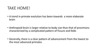 TAKE HOME!
• A trend in primate evolution has been towards a more elaborate
brain
• Anthropoid brain is larger relative to body size than that of prosimians
characterized by a complicated pattern of fissure and folds
• Generally, there is a clear pattern of advancement from the lowest to
the most advanced primates
 