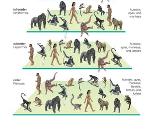 Πρωτεύοντα - Primates
