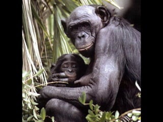 Πρωτεύοντα - Primates