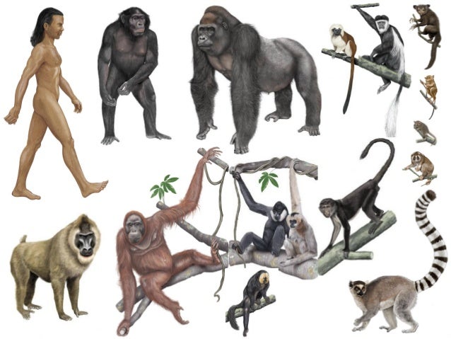 primates-1-638.jpg?cb=1352129416