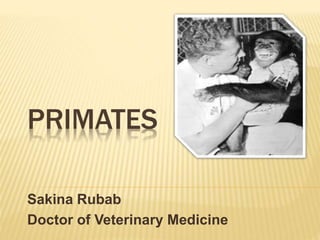PRIMATES
Sakina Rubab
Doctor of Veterinary Medicine
 