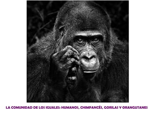 LA COMUNIDAD DE LOS IGUALES: HUMANOS, CHIMPANCÉS, GORILAS Y ORANGUTANES