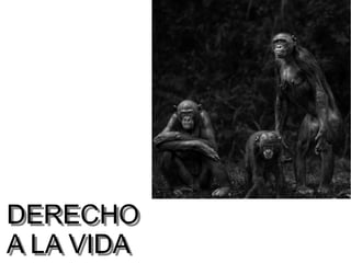 DERECHO
A LA VIDA
DERECHO
A LA VIDA