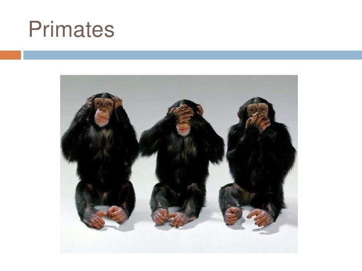 Primates And Human Origins