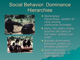 Social Behavior: Dominance Hierarchies Dominance hierarchies: system of rank among nonhuman primates Here, the alpha chimp touches the back of the lower ranked one (top) Bonobo dominance behavior centers on females (bottom) Sons’ hierarchy depends on that of their mothers 