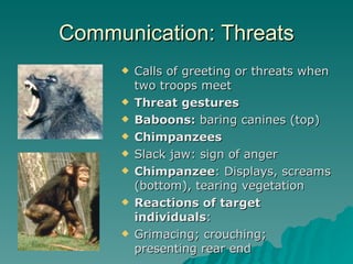 Communication: Threats Calls of greeting or threats when two troops meet  Threat gestures Baboons:  baring canines (top) Chimpanzees Slack jaw: sign of anger Chimpanzee : Displays, screams (bottom), tearing vegetation Reactions of target individuals : Grimacing; crouching; presenting rear end 