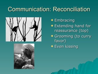 Communication: Reconciliation Embracing Extending hand for reassurance (top) Grooming (to curry favor) Even kissing 
