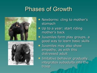 Phases of Growth Newborns: cling to mother’s stomach Up to a year: start riding mother’s back Juveniles form play groups, a good way to learn basic skills Juveniles may also show empathy, as with this distressed adult Imitative behavior gradually integrates subadults into the troop 