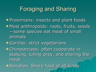 Foraging and Sharing Prosimians: insects and plant foods Most anthropoids: roots, fruits, seeds—some species eat meat of small animals Gorillas: strict vegetarians Chimpanzees: often cooperate in stalking, killing prey, and sharing the meat Bonobos: Share food of all kinds 