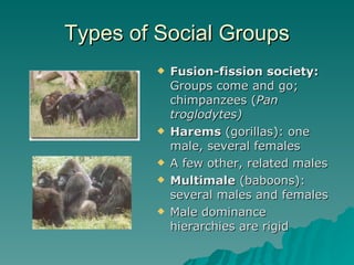 Types of Social Groups Fusion-fission society:  Groups come and go; chimpanzees ( Pan troglodytes) Harems  (gorillas): one male, several females A few other, related males  Multimale  (baboons): several males and females Male dominance hierarchies are rigid 