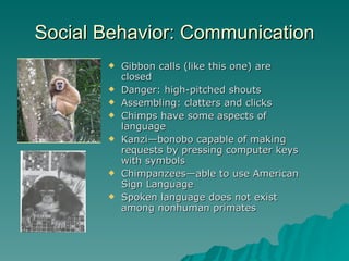 Social Behavior: Communication Gibbon calls (like this one) are closed Danger: high-pitched shouts Assembling: clatters and clicks Chimps have some aspects of language Kanzi—bonobo capable of making requests by pressing computer keys with symbols Chimpanzees—able to use American Sign Language Spoken language does not exist among nonhuman primates 
