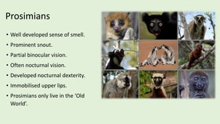 Primates of the World and India | PDF
