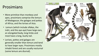 Prosimiae Primates of the World and India | PDF