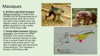 Distinguished Monkey Primates of the World and India | PDF
