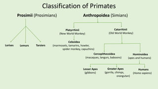 Primates of the World and India | PDF
