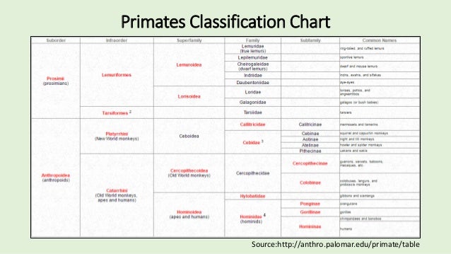 Rhesus Monkey Classification Chart