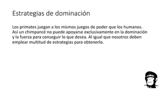 Estrategias de dominación
Los primates juegan a los mismos juegos de poder que los humanos.
Así un chimpancé no puede apoyarse exclusivamente en la dominación
y la fuerza para conseguir lo que desea. Al igual que nosotros deben
emplear multitud de estrategias para obtenerlo.
 