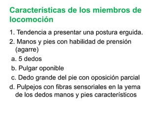 Prosimios Primates y prosimios | PPTX