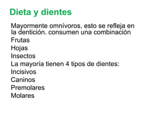 Dieta y dientes
Mayormente omnívoros, esto se refleja en
la dentición. consumen una combinación
Frutas
Hojas
Insectos
La mayoría tienen 4 tipos de dientes:
Incisivos
Caninos
Premolares
Molares
 