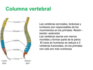 Prosimios Primates y prosimios | PPTX