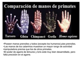 •Poseen manos prensiles y todos (excepto los humanos) pies prensiles.
•Las manos de los catarrinos muestran un mayor rango de actividad
manipuladora precisa que los de otros primates.
•El poder de agarre de lémures y loris está muy bien desarrollado, pero
falta precisión en el agarre.
 