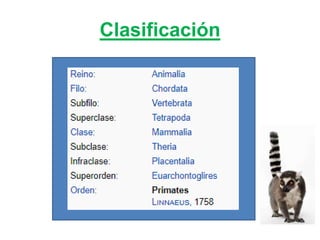 Prosimios Primates y prosimios | PPTX