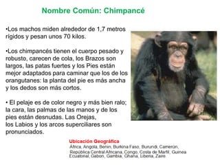 Prosimios Primates y prosimios | PPTX