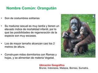 Prosimios Primates y prosimios | PPTX