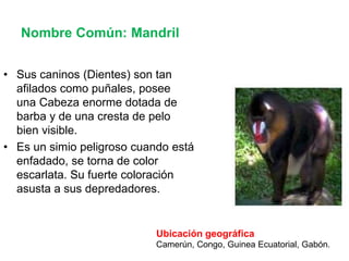 Prosimios Primates y prosimios | PPTX